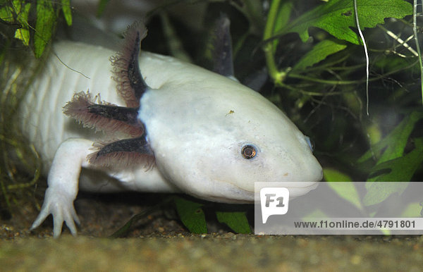 Axolotl Ambystoma mexicanum , Leuzismus, kiemenatmendes Larvenstadium