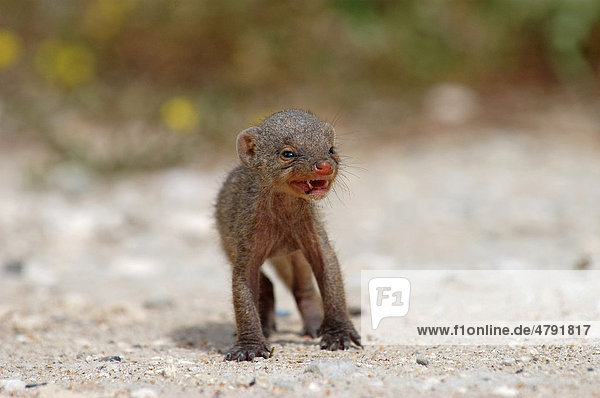 Banded Mongoose Mungos Mungo Baby Etosha Namibia Africa