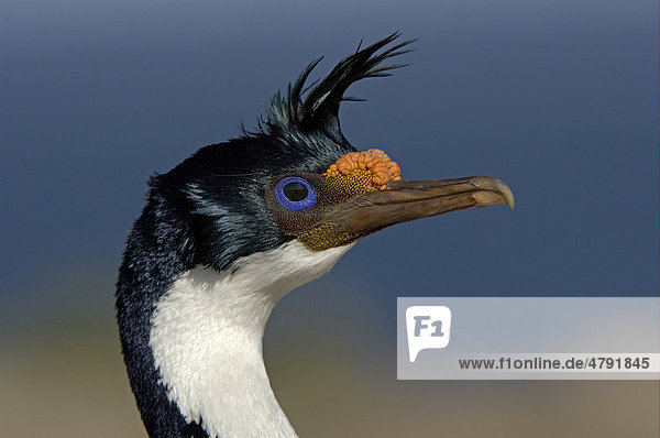 Blauaugenscharbe oder Antarktischer Kormoran (Phalacrocorax atriceps)  Alttier im Prachtkleid  Portrait  Falkland-Inseln  Südatlantik
