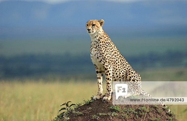 Gepard (Acinonyx jubatus)  sitzt auf einem alten Termitenhügel  Masai Mara  Kenia  Afrika