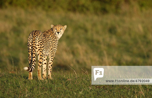 Gepard (Acinonyx jubatus)  schaut zurück  Masai Mara  Kenia  Afrika