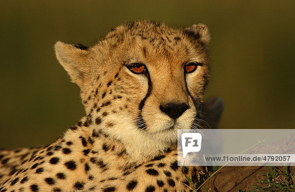 Gepard (Acinonyx jubatus)  Porträt  im Abendlicht  Masai Mara  Kenia  Afrika