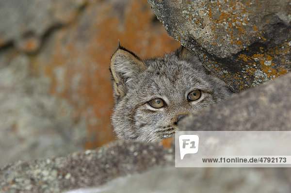 Kanadische Luchs (Lynx canadensis)  schaut hinter Felsen hervor  USA  Amerika