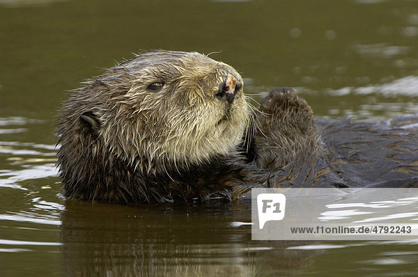 Sea Otter (Enhydra lutris)  adult resting on water  portrait  Monterey  California  USA  America