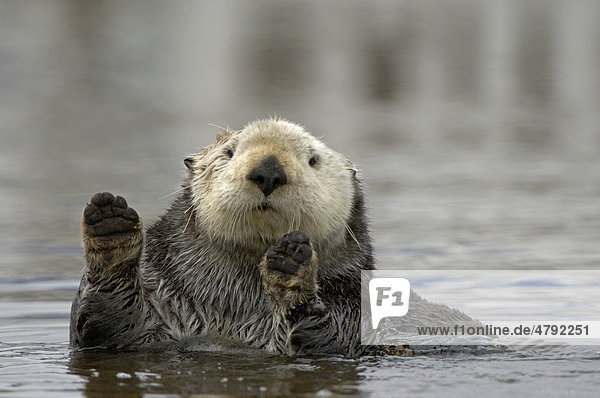 Sea Otter (Enhydra lutris)  adult  in water  paws held up  Monterey  California  USA  America