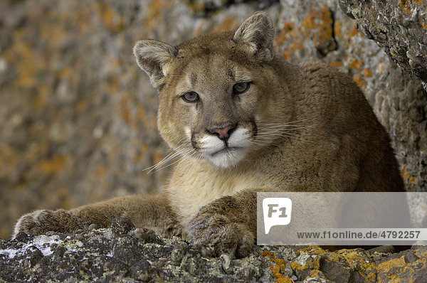 Puma (Felis concolor)  Alttier ruht auf Felsen  Portrait  Montana  USA America