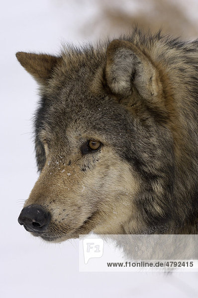 Timberwolf (Canis lupus lycaon)  Alttier  Portrait im Schnee  USA  Amerika