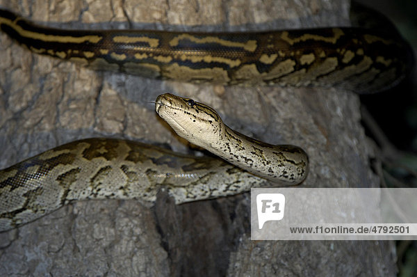 Südlicher Felsenpython (Python natalensis)  ausgewachsen  auf der Jagd bei Nacht  um Baumstamm geschlängelt  South Luangwa Nationalpark  Sambia  Afrika
