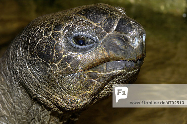 Aldabra-Riesenschildkröte (Dipsochelys dussumieri)  ausgewachsen  Nahaufnahme des Kopfes  in Gefangenschaft
