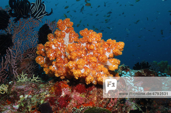 Orange Weichkoralle im Korallenriff  Malediven  Indischer Ozean