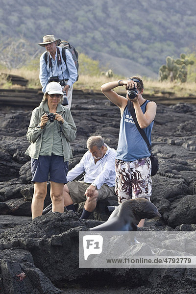 Tourists photographing Galapagos Fur Seals (Arctocephalus galapagoensis)  Galapagos Islands  Pacific Ocean