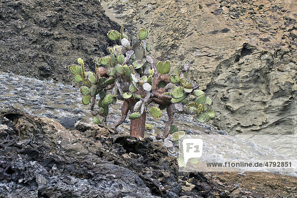 Galapagos-Feigenkaktus (Opuntia galapageia)  Insel Bartolome  Galapagos-Inseln  Pazifik