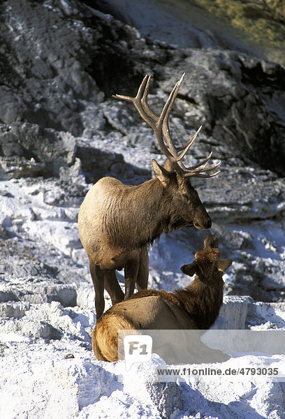Wapiti (Cervus canadensis)  männliches und weibliches Alttier auf Kalkablagerungen  Yellowstone  Wyoming  USA  Amerika