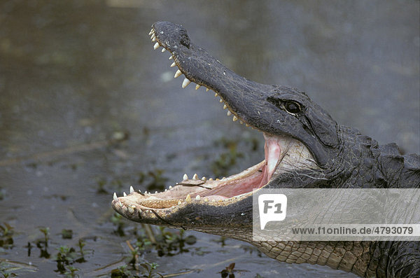 Mississippi-Alligator oder Hechtalligator (Alligator mississippiensis)  mit geöffnetem Maul  Florida  USA