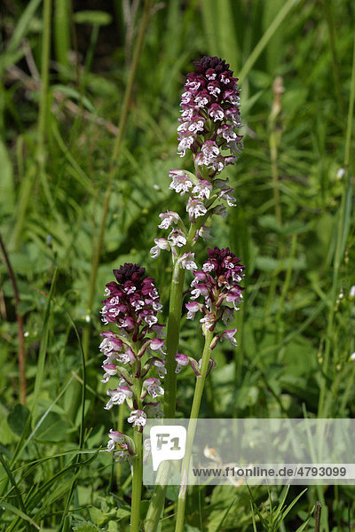 Brand-Knabenkraut (Orchis ustulata)  Frankreich  Europa