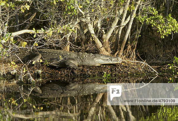 Spitzkrokodil (Crocodylus acutus)  Florida  USA