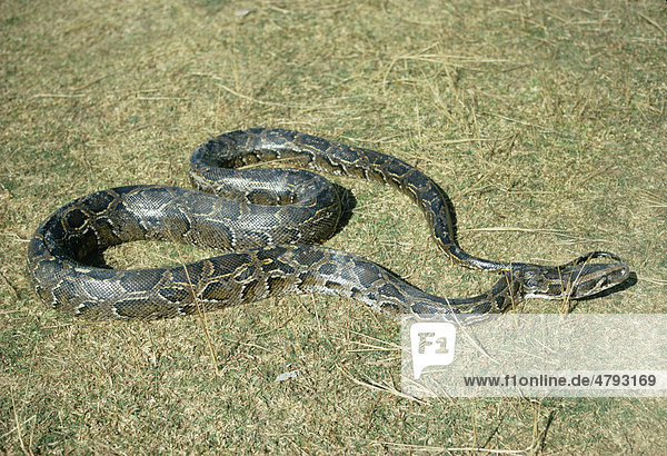 Tigerpython (Python molurus)  auf Gras