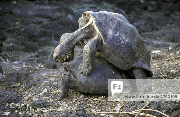 Galapagos-Riesenschildkröte (Testudo elephantopus)  Pärchen bei der Paarung