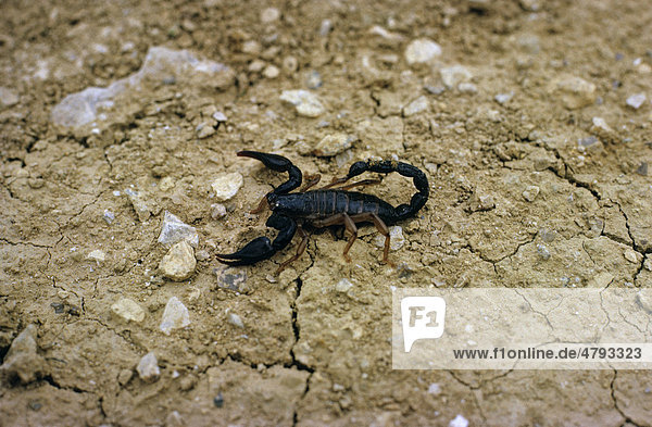 Skorpion-Art (Nebo hierichonticus)  Jordanien  Vorderasien