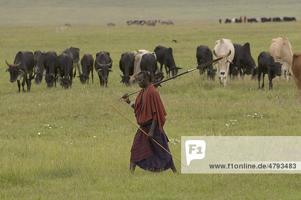 Mann des Stammes der Massai beim Hüten einer Rinderherde  Ngorongoro-Krater  Tansania  Afrika