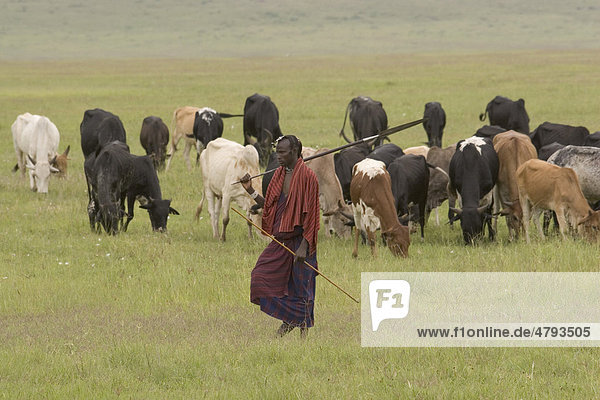 Mann des Stammes der Massai beim Hüten einer Rinderherde  Ngorongoro-Krater  Tansania  Afrika