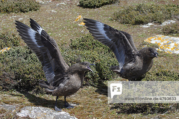 Subantarktikskua oder Brauner Skua (Catharacta antarctica)  mit erhobenen Flügeln  Falkland-Inseln  Südatlantik