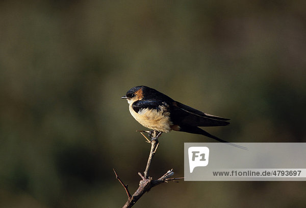 Mosque Swallow (Hirundo senegalensis saturatior)  Kenya  Africa