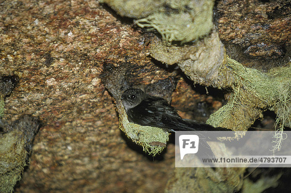 Seychellen-Salangane (Collocalia francica elaphra)  am Nest