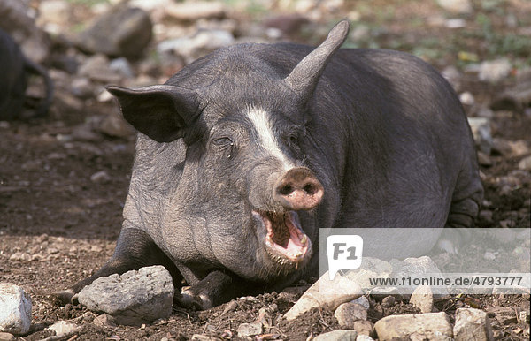 Hausschwein (Sus scrofa domestica)  beim Gähnen