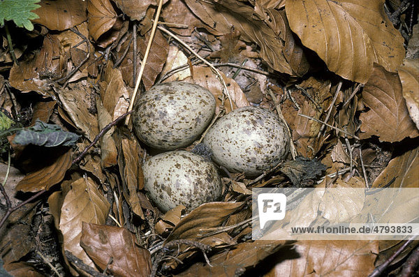 Woodcock (Scolopax rusticola)  nest and eggs