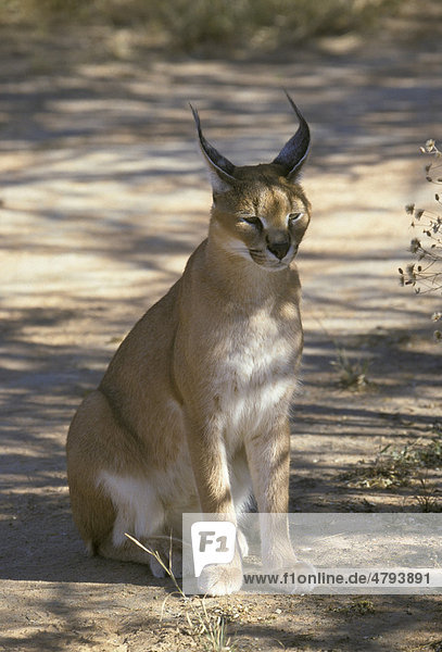 Karakal (Felis caracal)  Namibia  Afrika