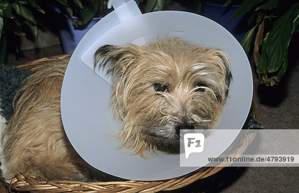 Cairn Terrier,  mit Halskrause oder Halstrichter,  England,  Großbritannien,  Europa