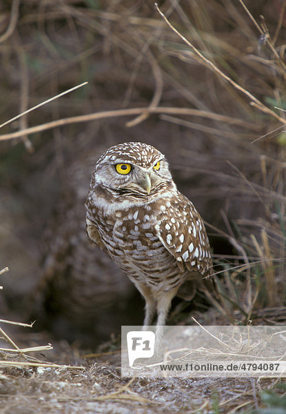 Kaninchenkauz  Kaninchen-Eule  Präriekauz  Prärieeule oder Höhleneule (Athene cunicularia)  Florida  USA  Amerika