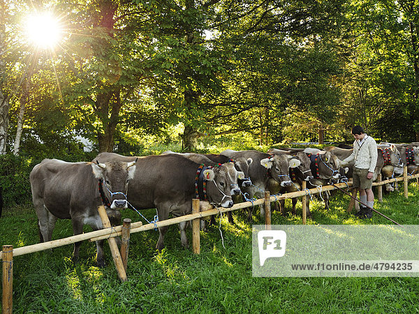 Almabtrieb  Viehscheid in Pfronten  Aufkranzen  Schmücken der Tiere  Ostallgäu  Allgäu  Bayern  Deutschland  Europa