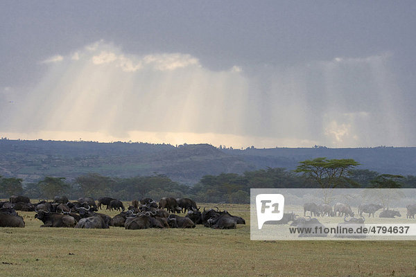 Afrikanischer Büffel oder Kaffernbüffel (Syncerus caffer) liegend in Savanne nach Regenfall Lake Nakuru-Nationalpark Kenia Afrika