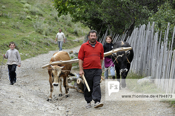 Farmer with children  ox-drawn cart transporting wood  Adigeni  Georgia  Western Asia