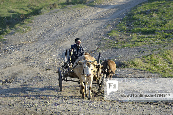 Farmer with an ox cart  Uplistsikhe  Shida Kartli region  Georgia  Western Asia