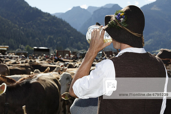 Ceremonial driving down of cattle from the mountain pastures  returning of the cattle to their respective owners  Pfronten  Ostallgaeu district  Allgaeu region  Swabia region  Bavaria  Germany  Europe