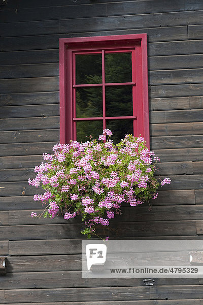 Rotes Holzfenster mit Blumenschmuck  Holzhaus Holzhaus