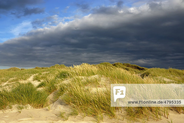 Dünenlandschaft  Weißdüne mit Gewöhnlichem Strandhafer (Ammophila arenaria) im Vordergrund  Dünen bei R¯dhus  Rödhus  Nordjütland  Dänemark  Europa