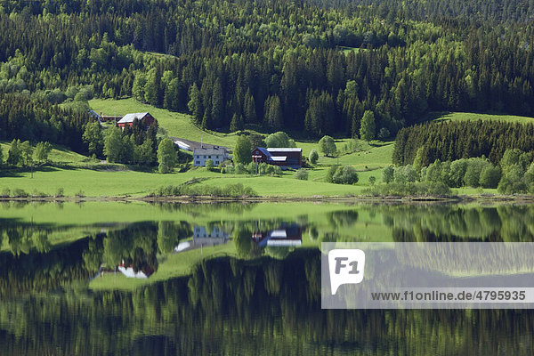 Einsamer Bauernhof spiegelt sich auf der Wasseroberfläche vom See Morrivatnet  Norwegen  Skandinavien  Europa