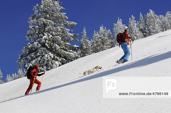 Skiers on tour on Mt. Duerrnbachhorn  Reit im Winkl  Chiemgau  Upper Bavaria  Germany  Europe