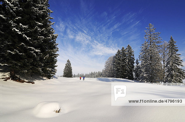 Hikers walking along Germany's first premium winter hiking track  Hemmersuppenalm  Reit im Winkl  Bavaria  Germany  Europe