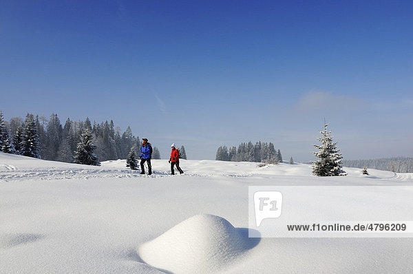 Hikers on a winter hike on the first premium winter trail in Germany  Hemmersuppenalm mountain pasture  Reit im Winkl  Bavaria  Germany  Europe