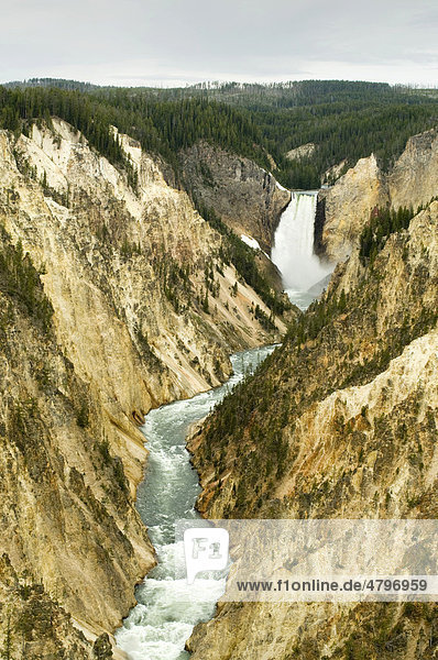 Lower Falls des Yellowstone River  Grand Canyon Of The Yellowstone  Yellowstone Nationalpark  Wyoming  USA  Nordamerika