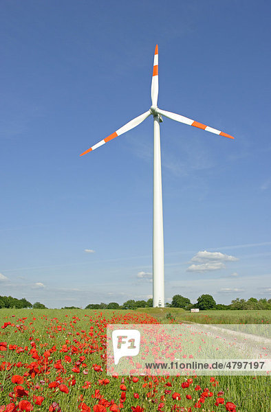 Mohnblumen vor Windkraftwerk  Niedersachsen  Deutschland  Europa