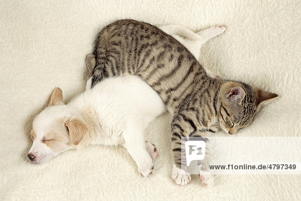 Welpe und Kätzchen schlafen friedlich übereinander