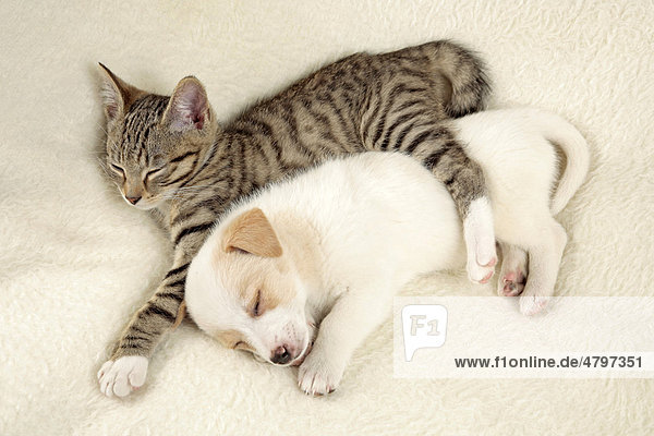 Welpe und Kätzchen schlafen friedlich nebeneinander