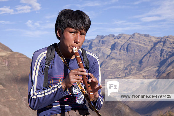 Flute player at the Inca ruins near Pisac  Andean highlands  Peru  South America