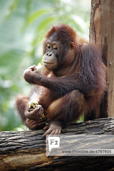 Bornean Orangutan (Pongo pygmaeus) juvenile eating in a tree Asia